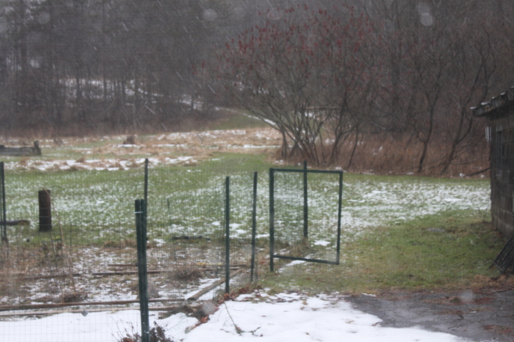 The Meadow In January
